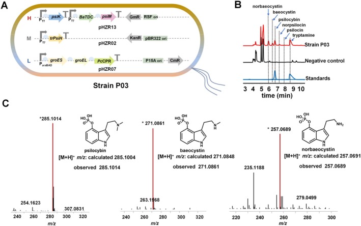 FIGURE 2