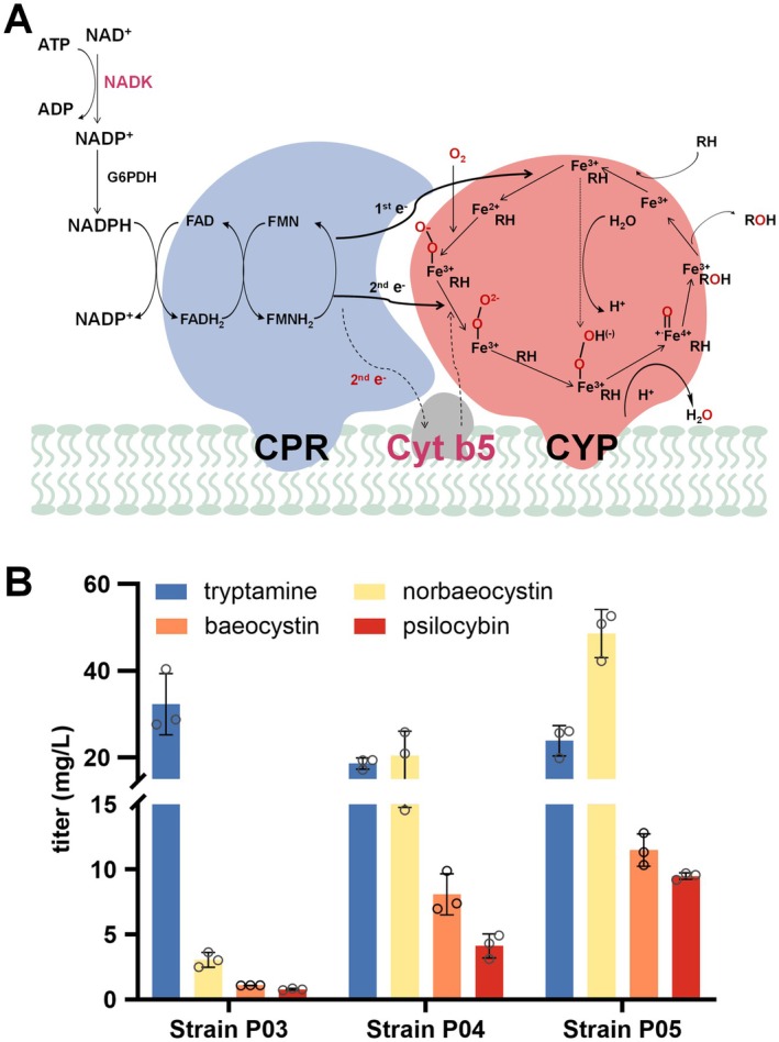 FIGURE 3