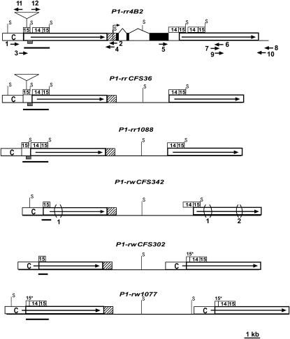 Figure 2.—