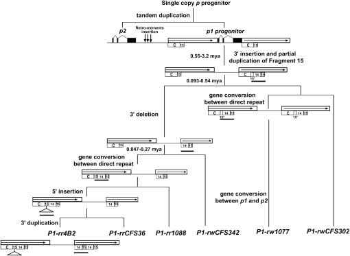 Figure 5.—