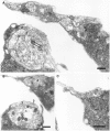 Fig. 9.