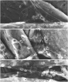 Fig. 8.