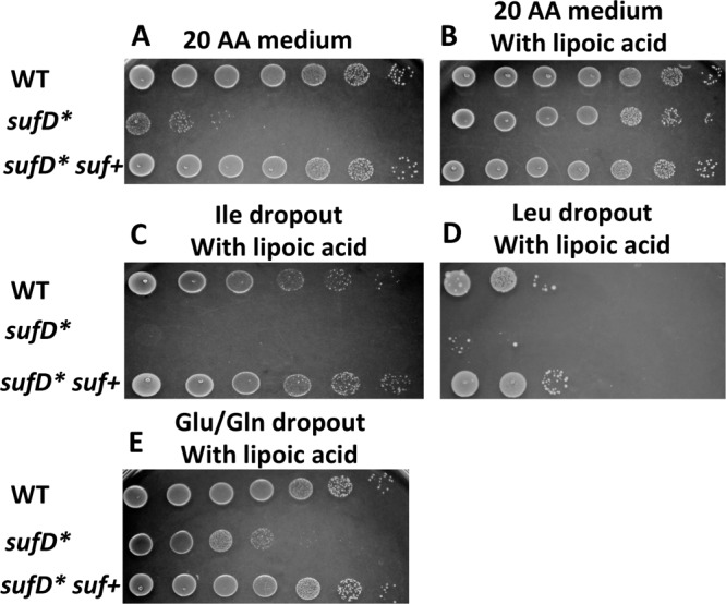 FIG 6