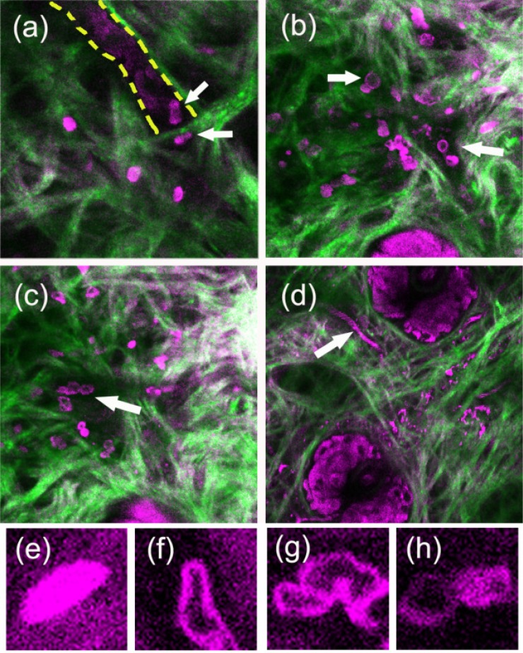 Fig. 4