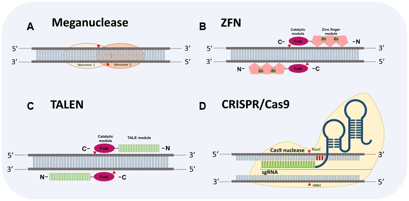 FIGURE 1