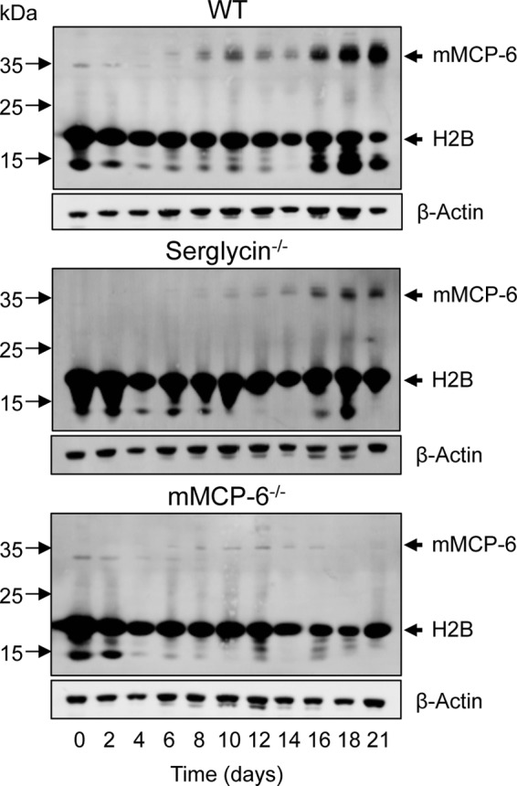 FIGURE 7.