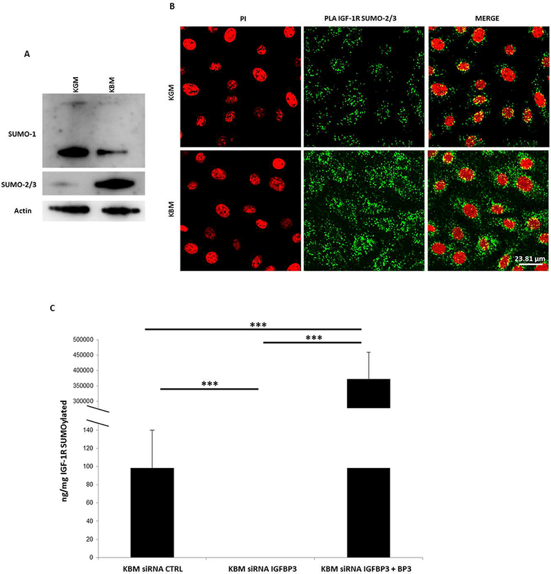 Fig. 8: