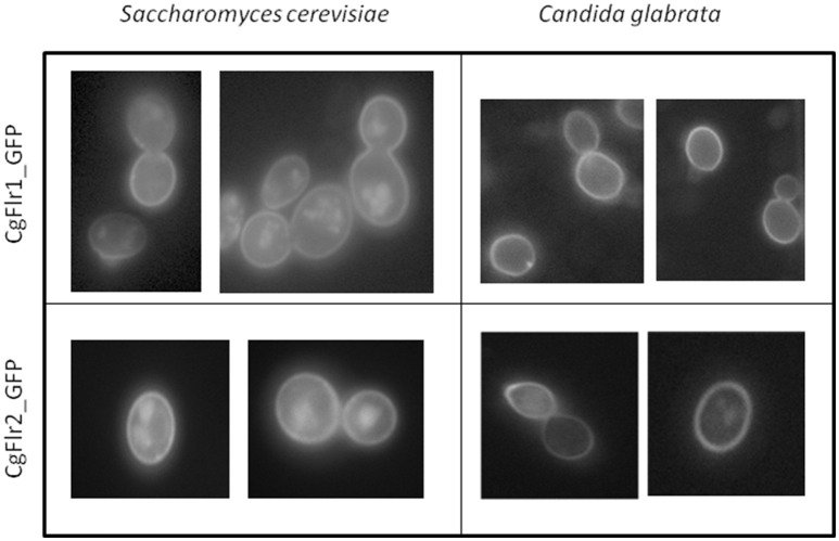 Figure 6