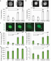Images of nuclear shape where normal is ellipse and blebbed has a deformation. NLS-GFP images show dynamic nuclear blebbing and rupture where the NLS-GFP spills out of the nucleus. Bar graphs of averages for static blebbing and dynamic blebbing and rupture percentages show decrease for BIX and increase for Chaetocin and DZNep.