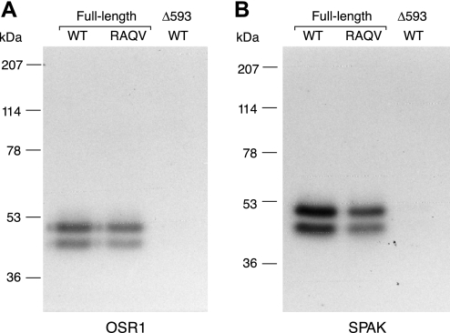 Fig. 9.