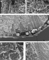 F<sc>ig</sc>. 5.