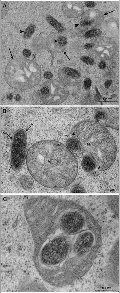 FIG. 1.