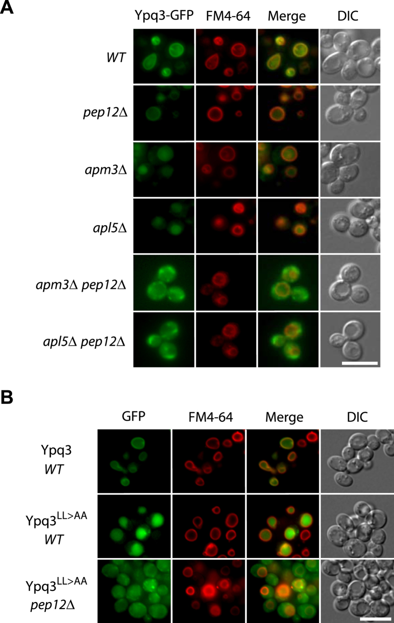 Figure 5