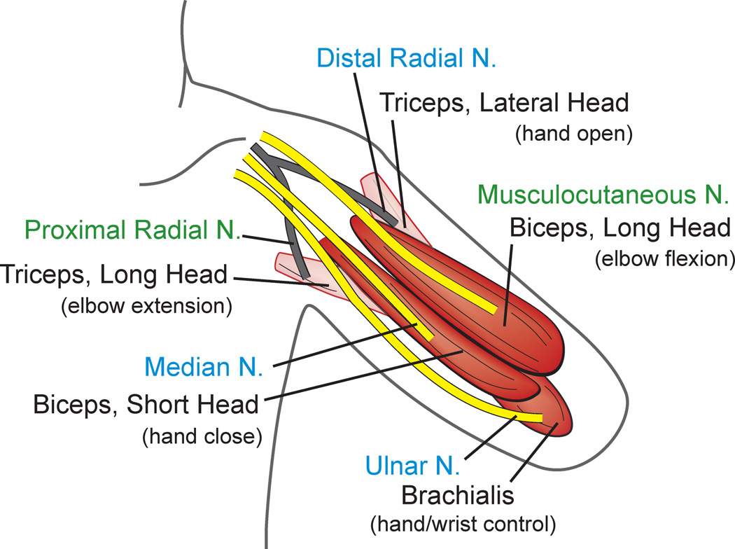 Targeted Muscle Reinnervation for the Upper and Lower Extremity - PMC