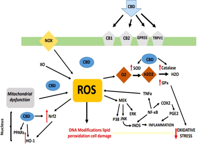 Figure 1