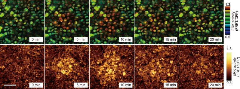 Figure 2—figure supplement 1.