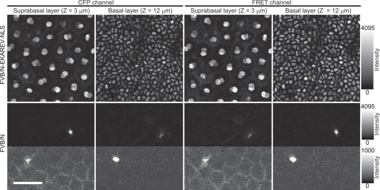 Figure 1—figure supplement 1.