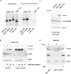 FIGURE 7: