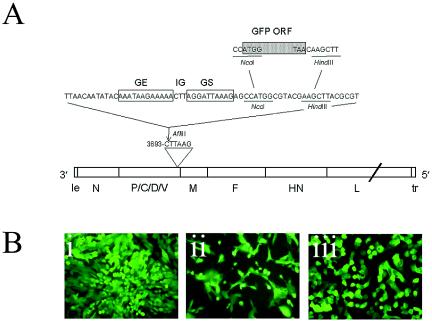 FIG. 1.