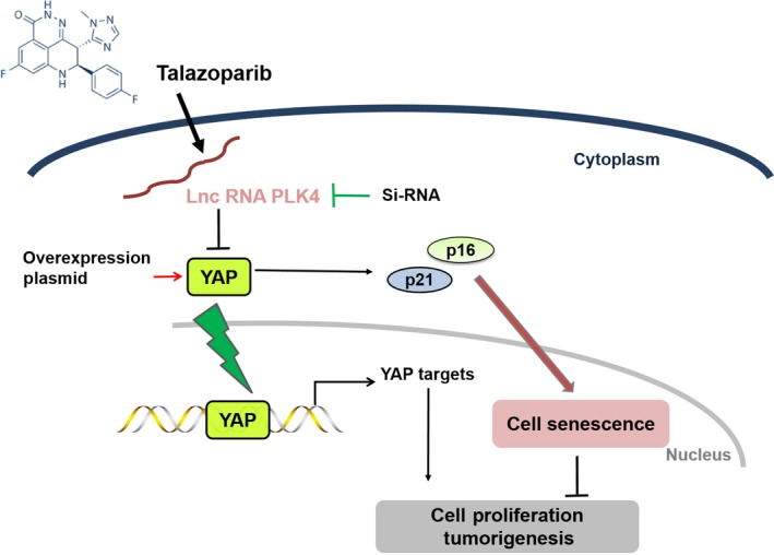 FIGURE 7