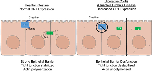 graphic file with name nihms-1595326-f0007.jpg