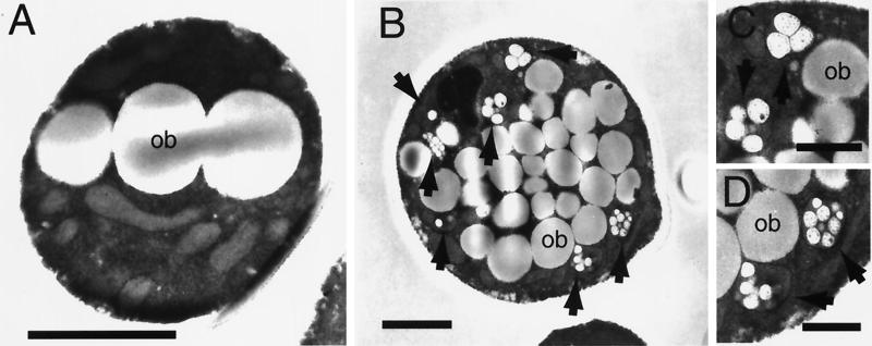 FIG. 5