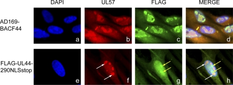 FIG. 4.