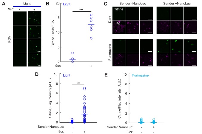 Figure 5—figure supplement 1.