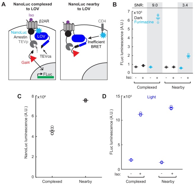 Figure 4—figure supplement 1.