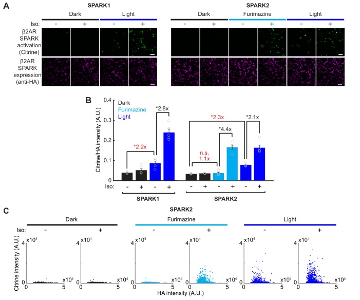 Figure 3—figure supplement 1.