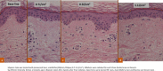 Fig. 2: