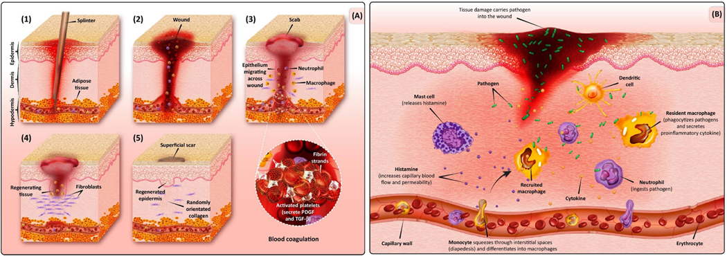 Figure 1: