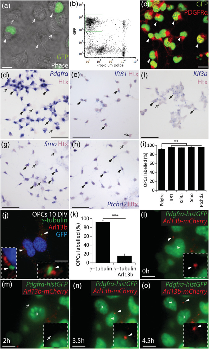 FIGURE 1