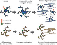 graphic file with name GLIA-69-1184-g001.jpg