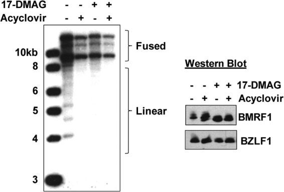 Fig 9