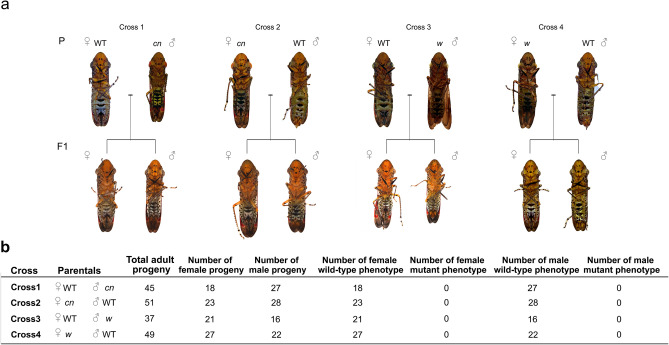 Figure 7