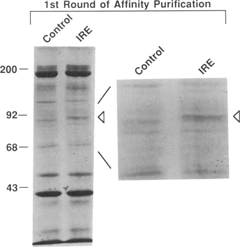 graphic file with name pnas00282-0109-c.jpg