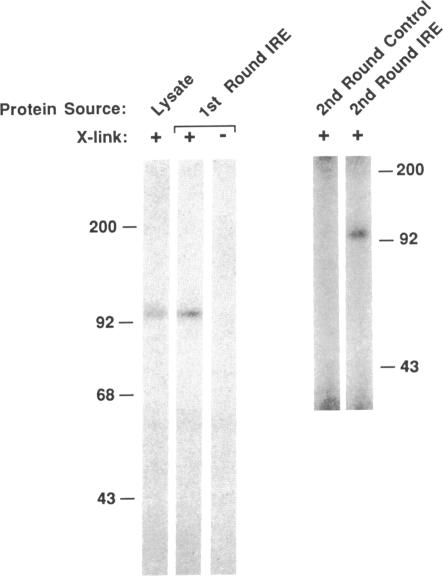 graphic file with name pnas00282-0109-b.jpg