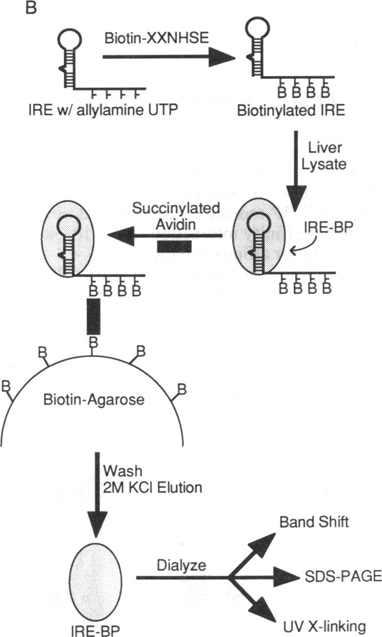 graphic file with name pnas00282-0107-a.jpg