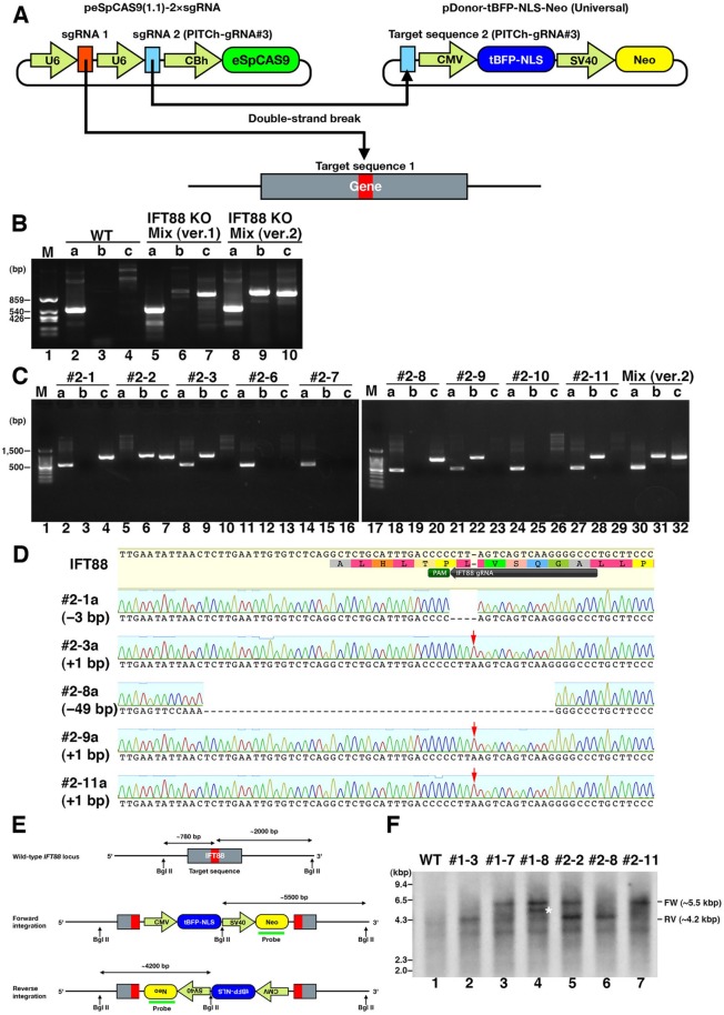 FIGURE 4: