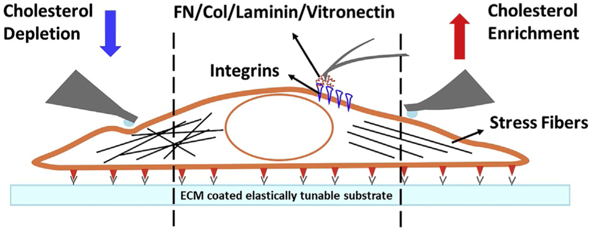 Fig. 5