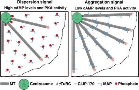 FIGURE 5: