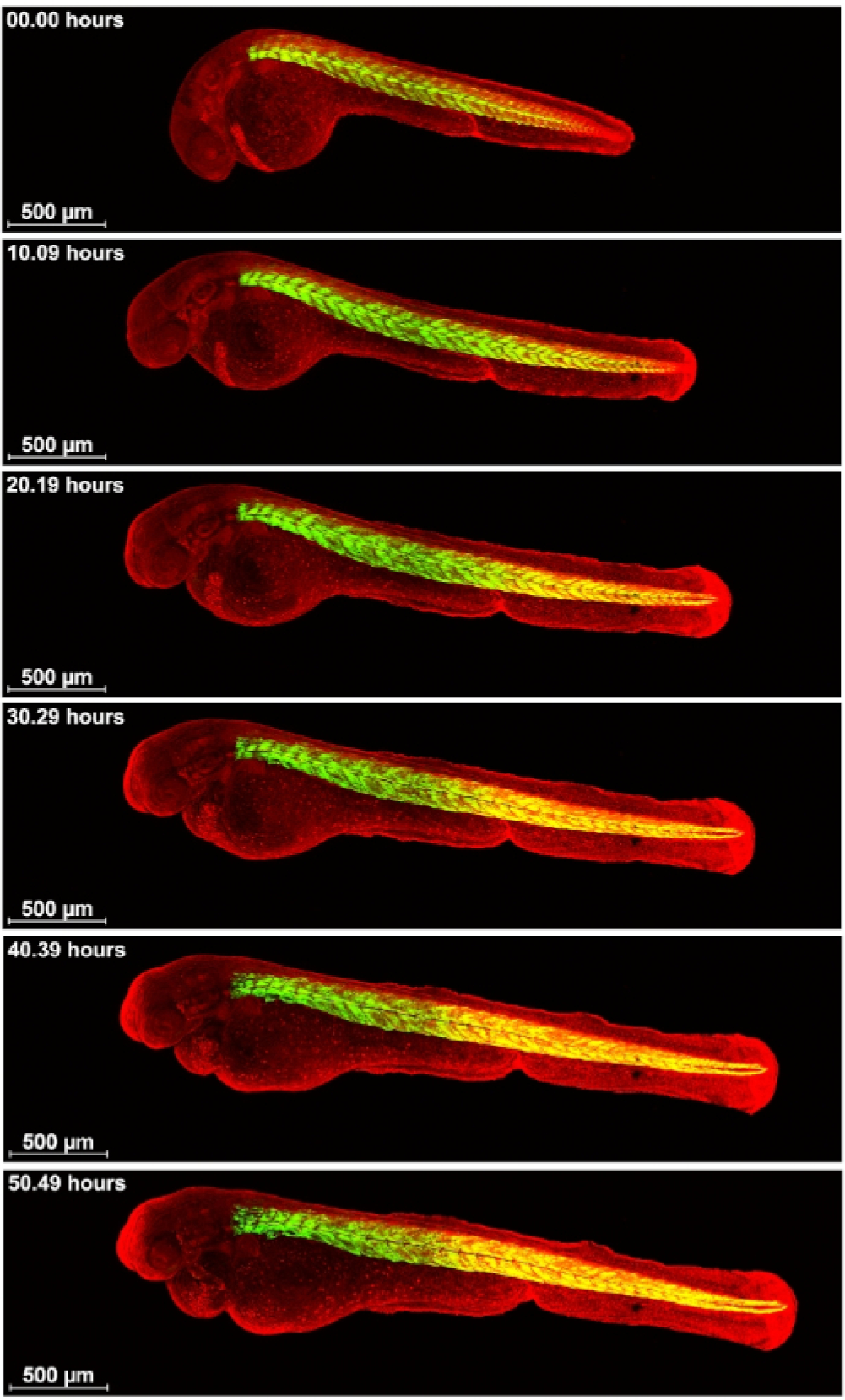 Figure 6: