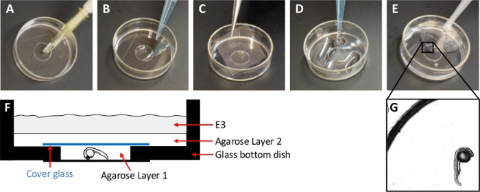 Figure 1 :