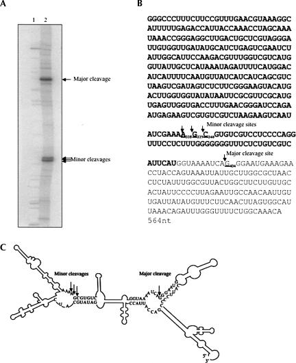 FIGURE 4.