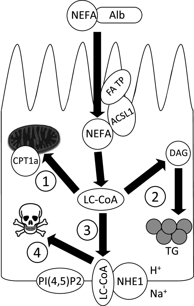 Fig. 3