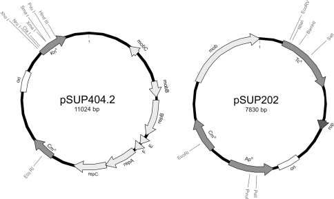 Fig. 1