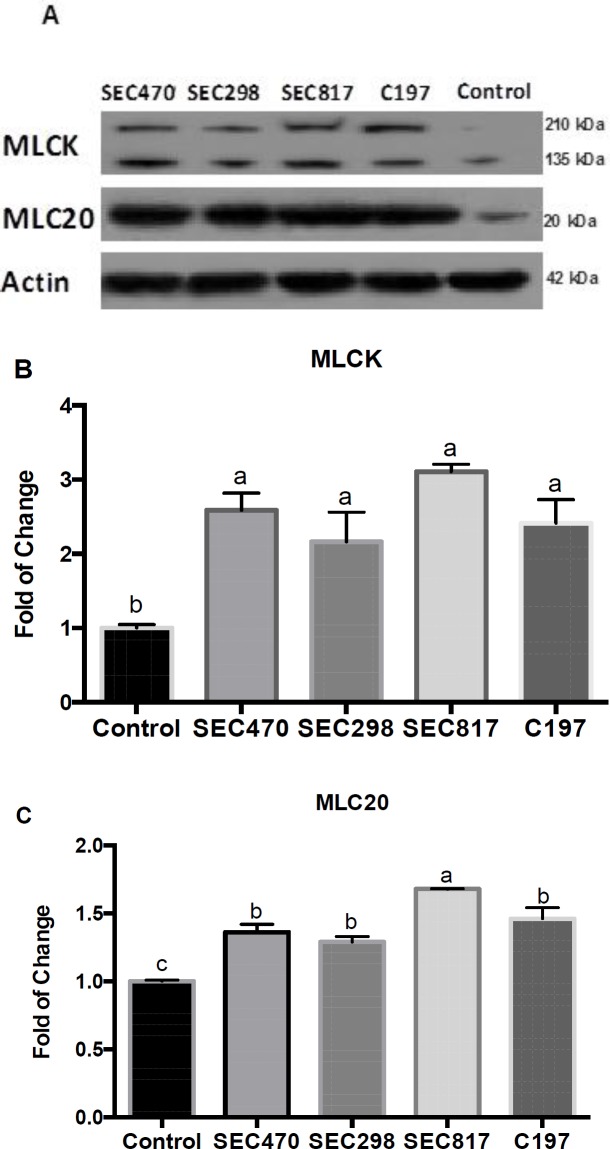 Fig. 6: