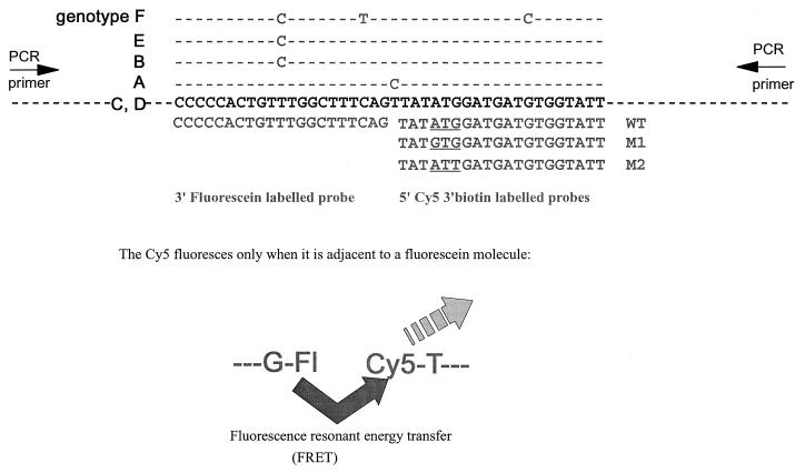 FIG. 1