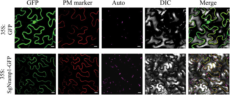 Figure 6